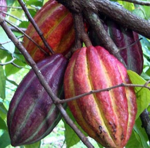 Bột Cacao